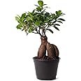 American Plant Exchange Ficus Ginseng Microcarpa Easy Care 4 Year Old Bonsai Tree Live Plant, 6" Pot, Indoor Air Purifying Be