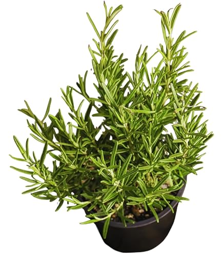 where can i buy pothos plants Neon Pothos  Hey Rooted