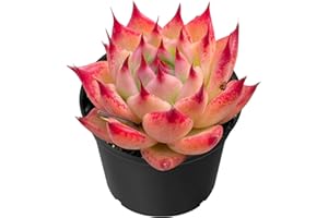 Sprout N Green Echeveria Toscannelly, Live Succulent Plant Fully Rooted in 2" Pots with Soil Mix, Real Houseplant for Indoor Outdoor Home Office Wedding Decoration Party Favor