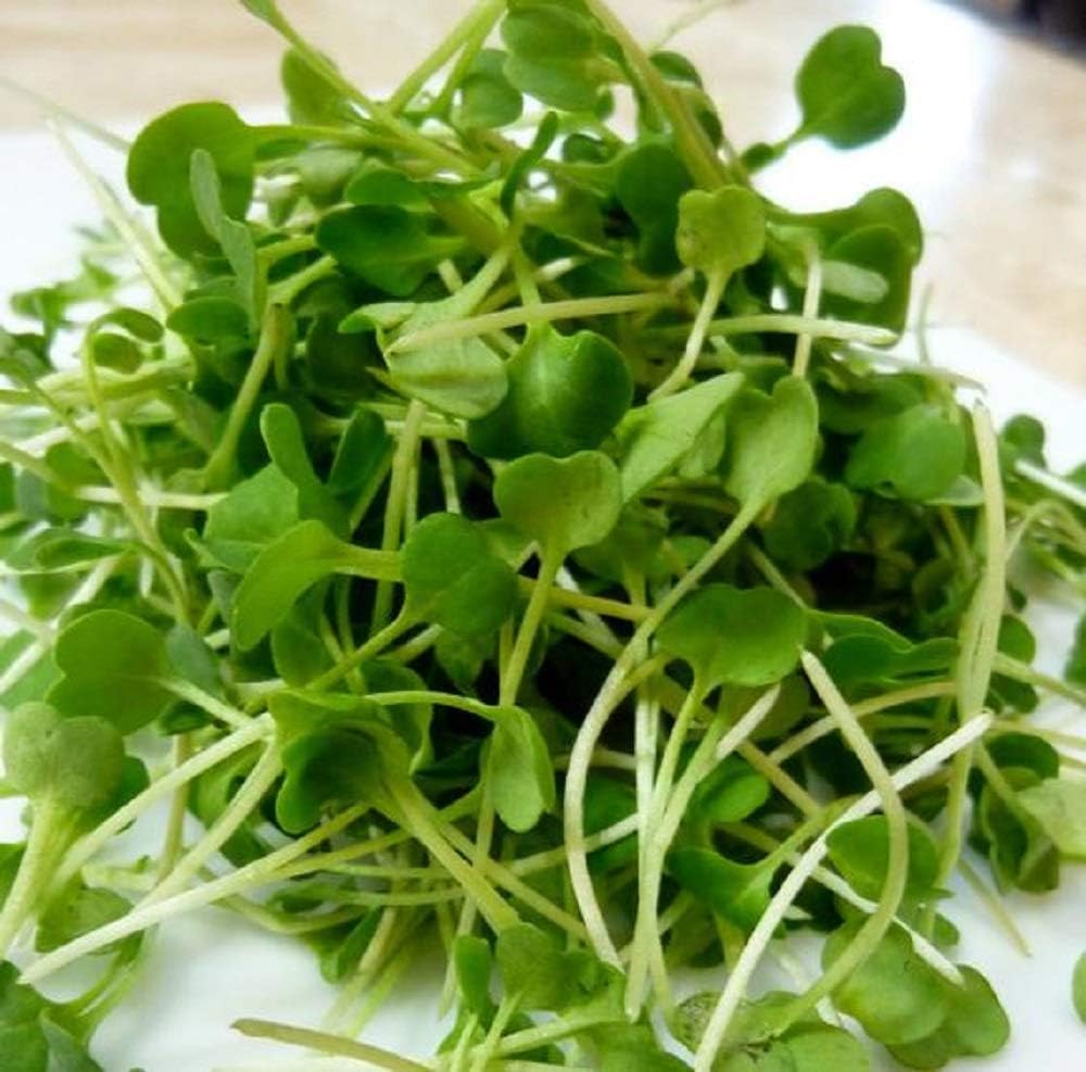 12 Ounce"COOL BEANS n SPROUTS" Brand, Arugula Seeds for Sprouting Microgreens, A superfood Packed with antioxidants and Health-Promoting nutrients.: Garden & Outdoor