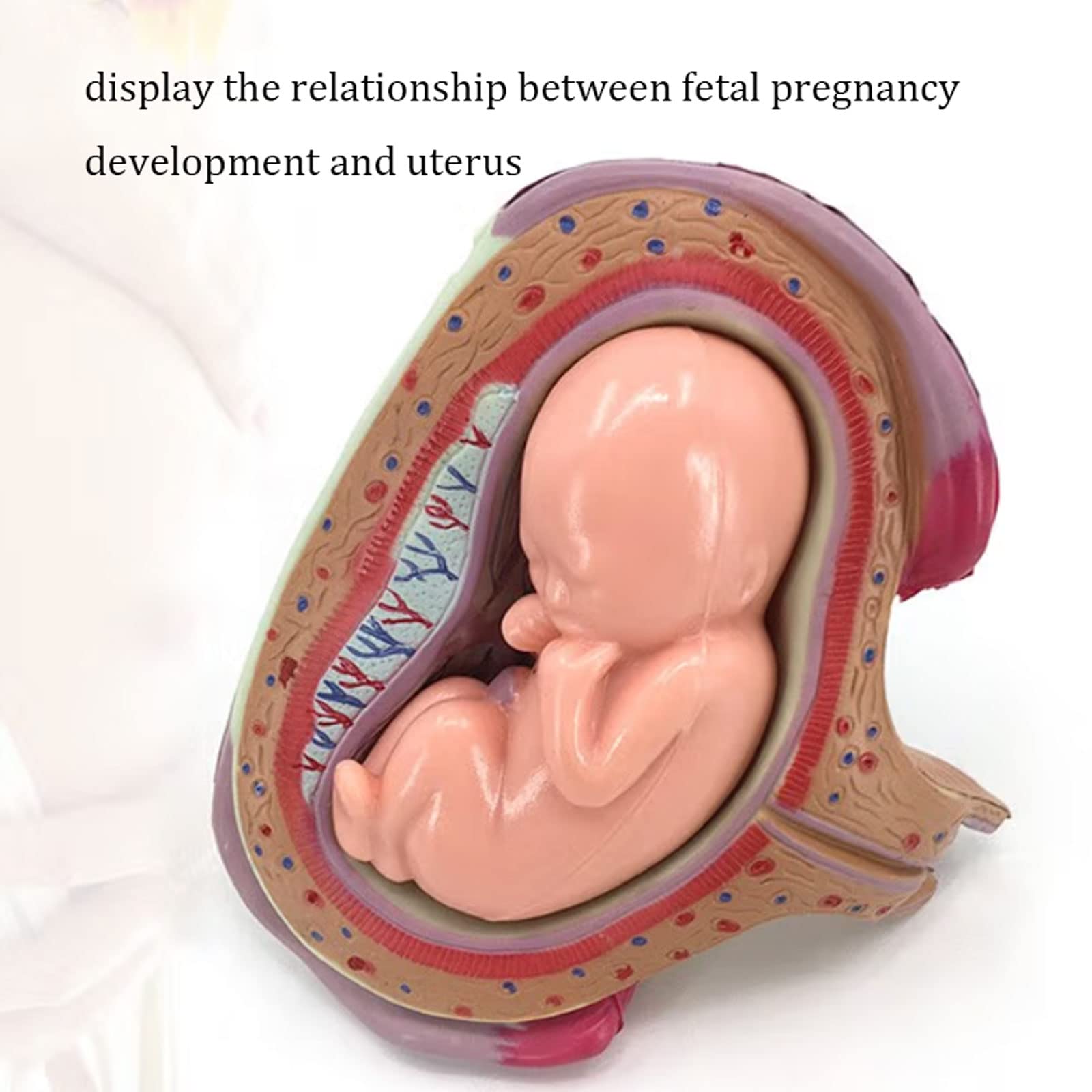 Mua GGFLY Fetus Development Model Embryonic Development Model Fetal ...