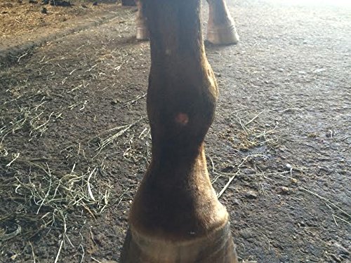 6 Equipro+Bed+Sore+Boots