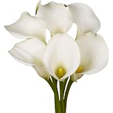 GlobalRose 10 White Mini Calla Lily &ndash; Responsibly Sourced Lilies Flowers &ndash; Hand-Picked Flowers Fresh Bouquet for Graduation, Anniversary, Birthday &amp; Special Occasions