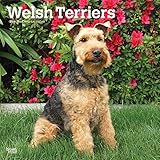 Welsh Terriers 2019 12 x 12 Inch Monthly Square Wall Calendar, Animals Dog Breeds Terriers (Multilin by 