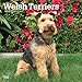 Welsh Terriers 2019 12 x 12 Inch Monthly Square Wall Calendar, Animals Dog Breeds Terriers (Multilin by 