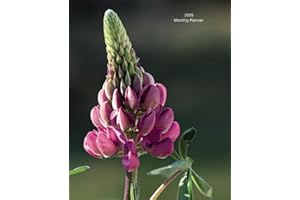 Monthly Planner: January 2025 - January 2026