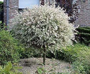 Harlekinweide Schneiden Radikal Baum Schnitt Weide Hochstamm