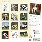 Image de Dalmatians 2018 12 x 12 Inch Monthly Square Wall Calendar, American Dog Breeds (Multilingual Edition)