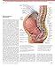 The Netter Collection of Medical Illustrations: Reproductive System (Netter Green Book Collection)