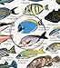 Indian Ocean: Fishwatchers Fish Guide for Maldives, Seychelles, Kenya