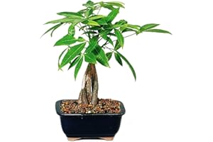9GreenBox - Money Tree Bonsai with Ceramic Pot