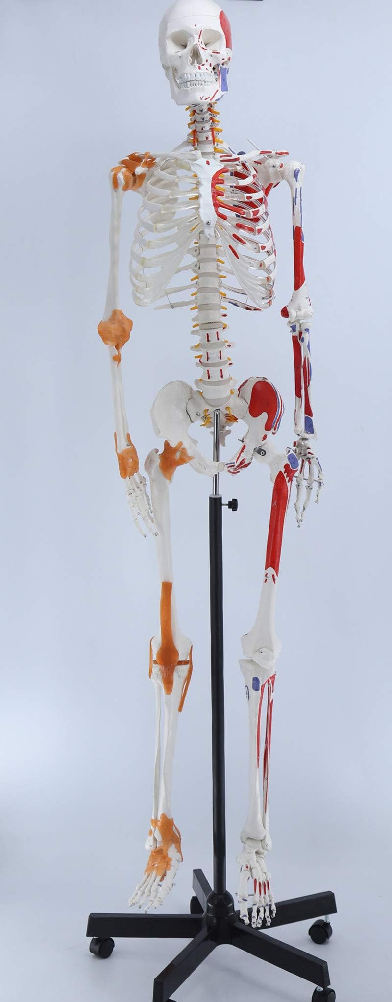 SHRFC Human Skeleton Model, 170cm Skeleton Specimen Model Art Medical Art Pain Department of Bone Human Skeleton Anatomy Model for Medical Teaching