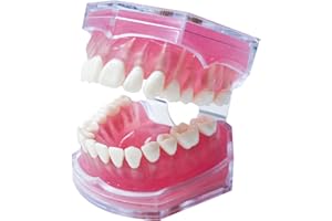 WITBEE Dental Demonstration Teeth Model with All Removable Teeth, Standard Study Teaching Dental Model Teeth Education and Demo Typodonts Model Ideal for Dental Professionals and Students