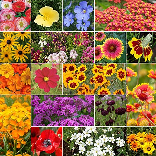 Eden BrothersDry Area Wildflower Mixed Seeds for Planting, 1 lb, 480,000+ Seeds with Cosmos, African Daisy, Blue Flax | Attracts Pollinators, Plant in Spring or Fall, Zones 3, 4, 5, 6, 7, 8, 9, 10
