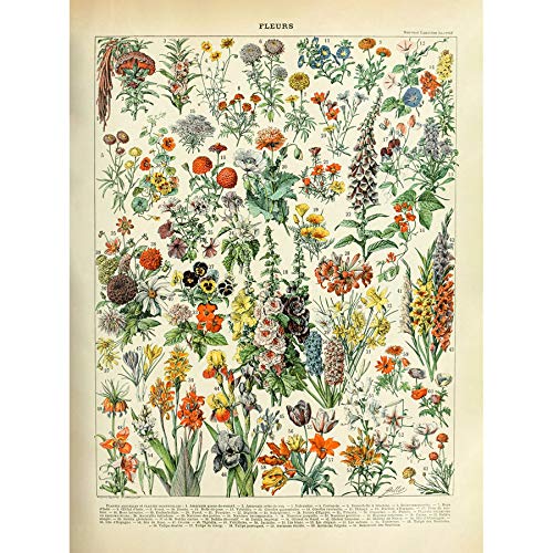Artery8 Millot Encyclopedia Page Flowers Plants Art Print Canvas Premium Wall Decor Poster Mural