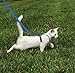 PetSafe Come with Me Kitty Cat Harness & Bungee Leash - Comfortable No-Choke Harness with Lightweight Bungee Leash for Outdoor Fun - Escape Free Pulling Prevention - Small - Royal Blue
