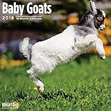 Baby Goats 2018 16 Month Wall Calendar 12 x 12 inches Bright Day Calendars Publishing