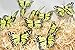 artificial butterfly. made of feather (3'' yellow monarch)