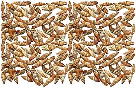 Quality Selected Seashells - Approx 100 Shells - Granular Miter/Vexilum Granosum for Seashell Vases, Seashell Boxes, Seashell Frames, Seashell Jewelry Making & Mini Garden Miniature