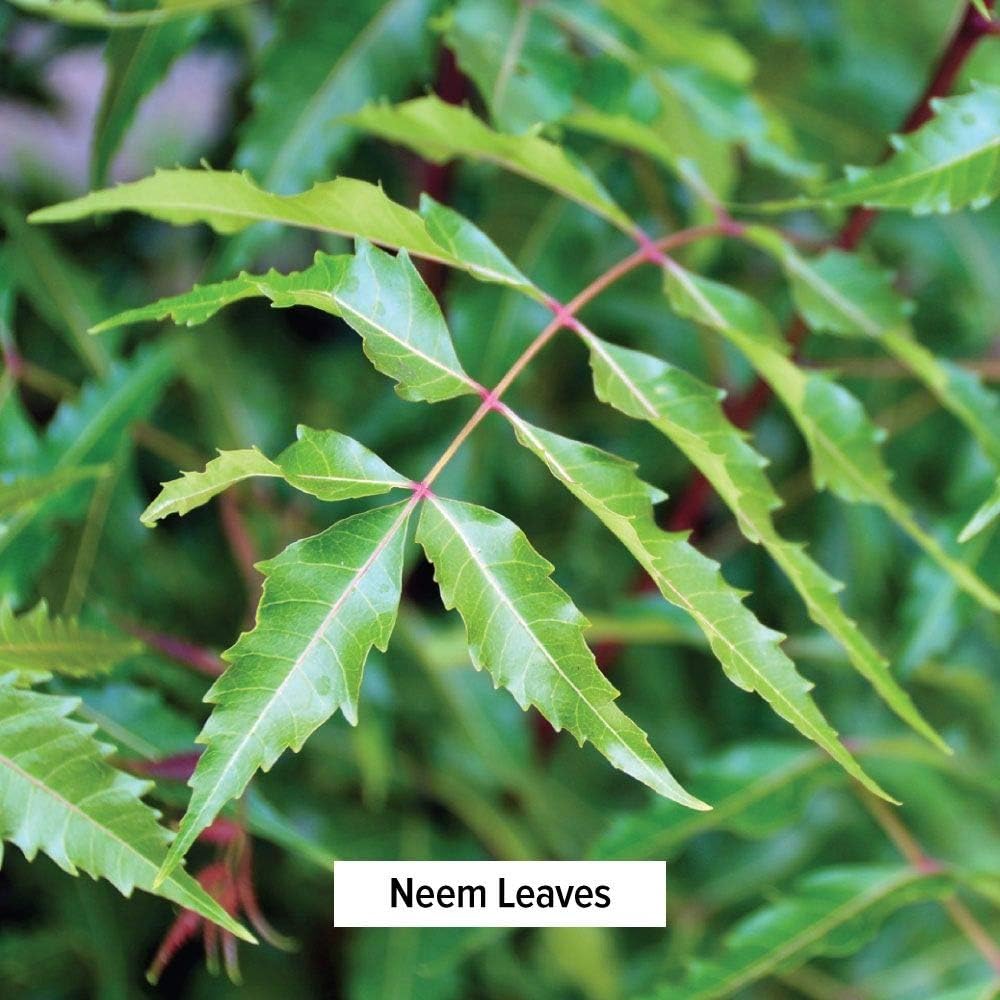 Banyan Botanicals Neem Powder – Organic Neem Leaf Powder – Azadirachta Indica – for Clear Complexion & Healthy Skin, Hair, Blood, Lymph, Liver & More* – 1lb. – Non-GMO Sustainably Sourced Vegan: Beauty