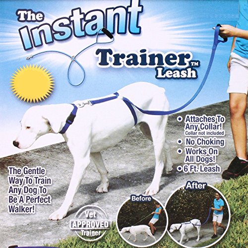 training a large dog not to pull