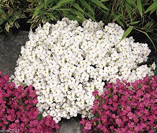 500 Seeds Rock Cress, Snow White - Wall Rock Cress , Ground Cover