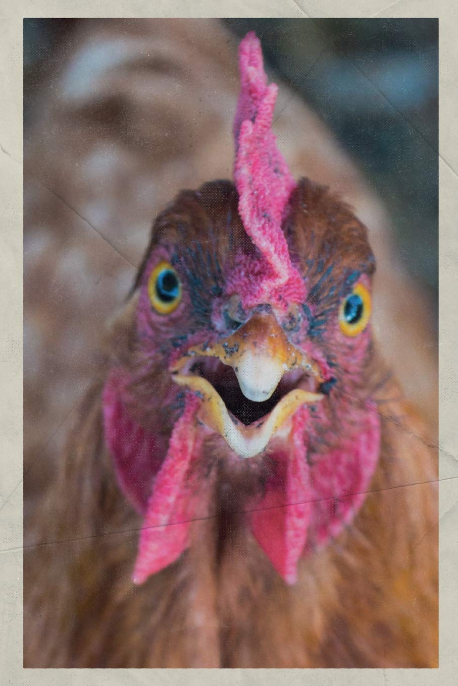 Notebook Laying Hen Chicks Cool Composition Book Daily Journal