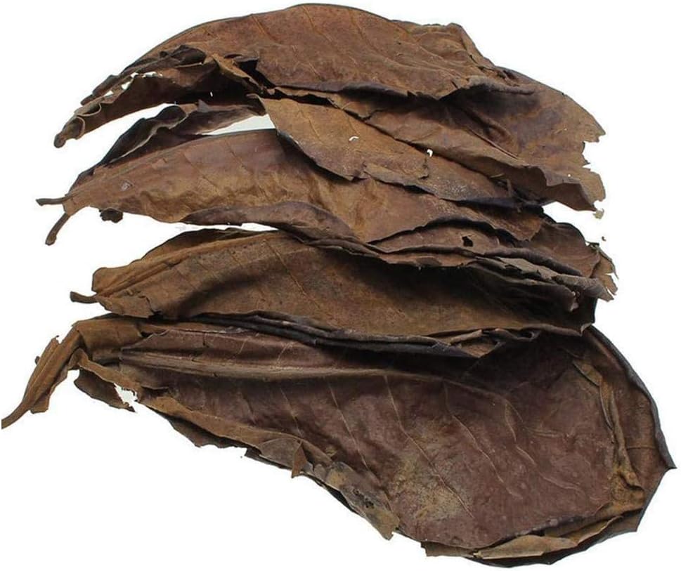 POFET 10pcs Catappa indian almond leaves ketapang leaf shrimp betta fish aquarium care Lower pH for Aquarium Fish Tank Use - Image 3