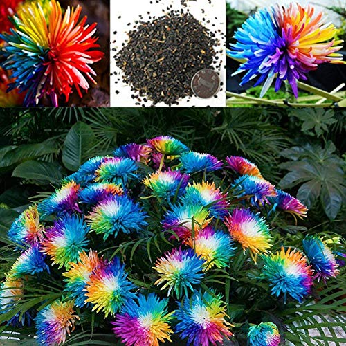 20PCs Rainbow Chrysanthemum Seeds, Easy Grow Colorful Miniature Tree Flower Planting Seeds Blumen Garden Potted Plants Decor