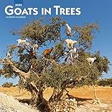 Goats in Trees 2020 12 x 12 Inch Monthly Square Wall Calendar, Domestic Funny Farm Animals by 