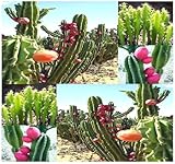 20 x Peruvian Apple Cactus - Cereus repandus Seeds
