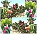 20 x PERUVIAN APPLE CACTUS - Cereus repandus SEEDS - Fig Cactus - EDIBLE FRUITS High In Vitamins and Antioxidants - Night Blooming - By MySeeds.Co