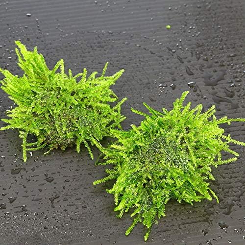 upaqua 3pcs - Java Moss Stone Pad - Live Aquarium Plants Low Light Tropical Fish Tank