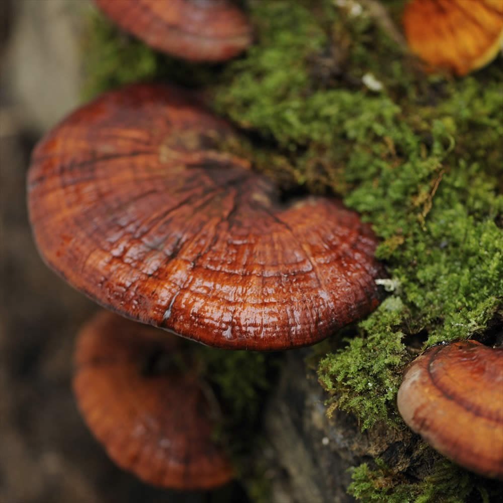 Shiitake Plug Spawn 100 Count Mushrooms And Truffles