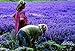 Anianiau Lavender Scented Sachets - Effectively Repel Insects and Moths Purifies Bad Odour 6 Pack