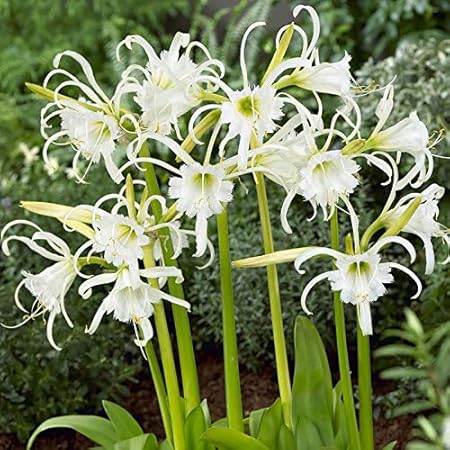 FernsFly IMP. Lycoris lily / Red spider lily / Red magic lily Attractive Flower Bulbs Home Outdoor Flowering Gardening Bulbs Blooming planting (Pack of 15 White Spider Lily)