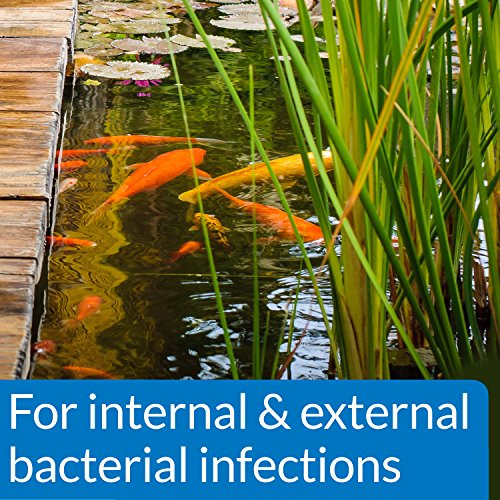 API Pond Pimafix Fish Infection Remedy, 16 fl. oz.