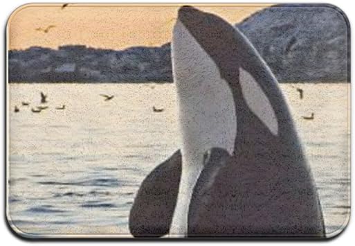 Orca ballena interior alfombrillas de baño alfombrilla de 6,136.6 cm de
