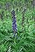 50 Aconitum Napellus Seeds / True Monkshood / Wolf's Bane