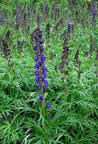 50 Aconitum Napellus Seeds / True Monkshood / Wolf's Bane 50 Aconitum Napellus Seeds / True Monkshood / Wolf's Bane