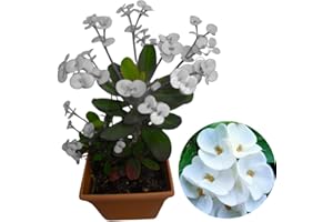 YOKEBOM Crown of Thorns Plant Live, Well-Rooted 5-9 Inc Tall, Euphorbia Milii Crown of Thorn Tree, Cold Hardy (White)