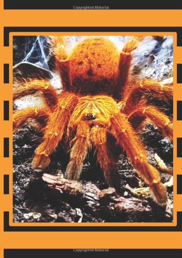 Love is a Pterinochilus murinus: OBT tarantula notebook