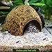 SunGrow Coco Hut for Pets, 5x3 Inches, Smooth-edged Coconut Shell, Compact, Spacious, Perfect Hideout for Your Fish, 1 Piece