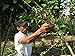 Don Tomás, Nicaraguan Whole Coffee Beans, Dark Roast, 5 Lbs, Single Origin, Direct Trade, Rainforest Alliance Certified, Small Family Business