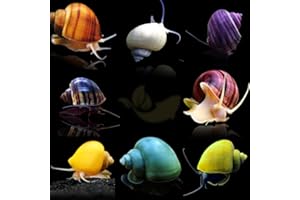 PLANTS N FINS Mystery Snails (3 Pack) Assorted + Food Sample | Live Arrival Guarantee Freshwater Live Aquarium Snails (Assorted)