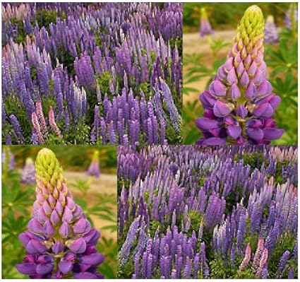 Big Leaf Lupine Seeds Purple Flower Tall Lupines Lupinus Polyphylus 36 60 In Height Full Sun Or Part Shade 00040 Seeds 40 Seeds Pkt Size Amazon Co Uk Home Kitchen