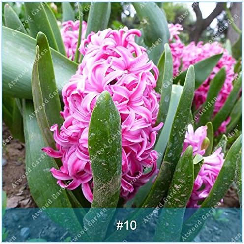 Zlking 10 Especie De Bulbo Jacinto Bonsai Hyacinthus Orientalis Bonsai Hidroponia Flor No Germinacion De Semillas De Alto Ritmo Rapido Grow 10 Amazon Es Jardin