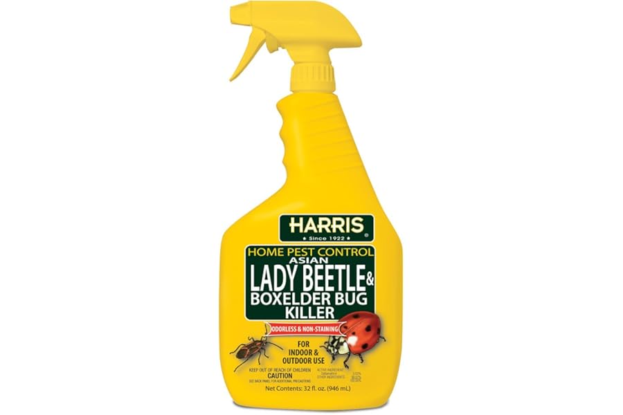Best Odorless Beetle Box Elder Bug Killer 2026