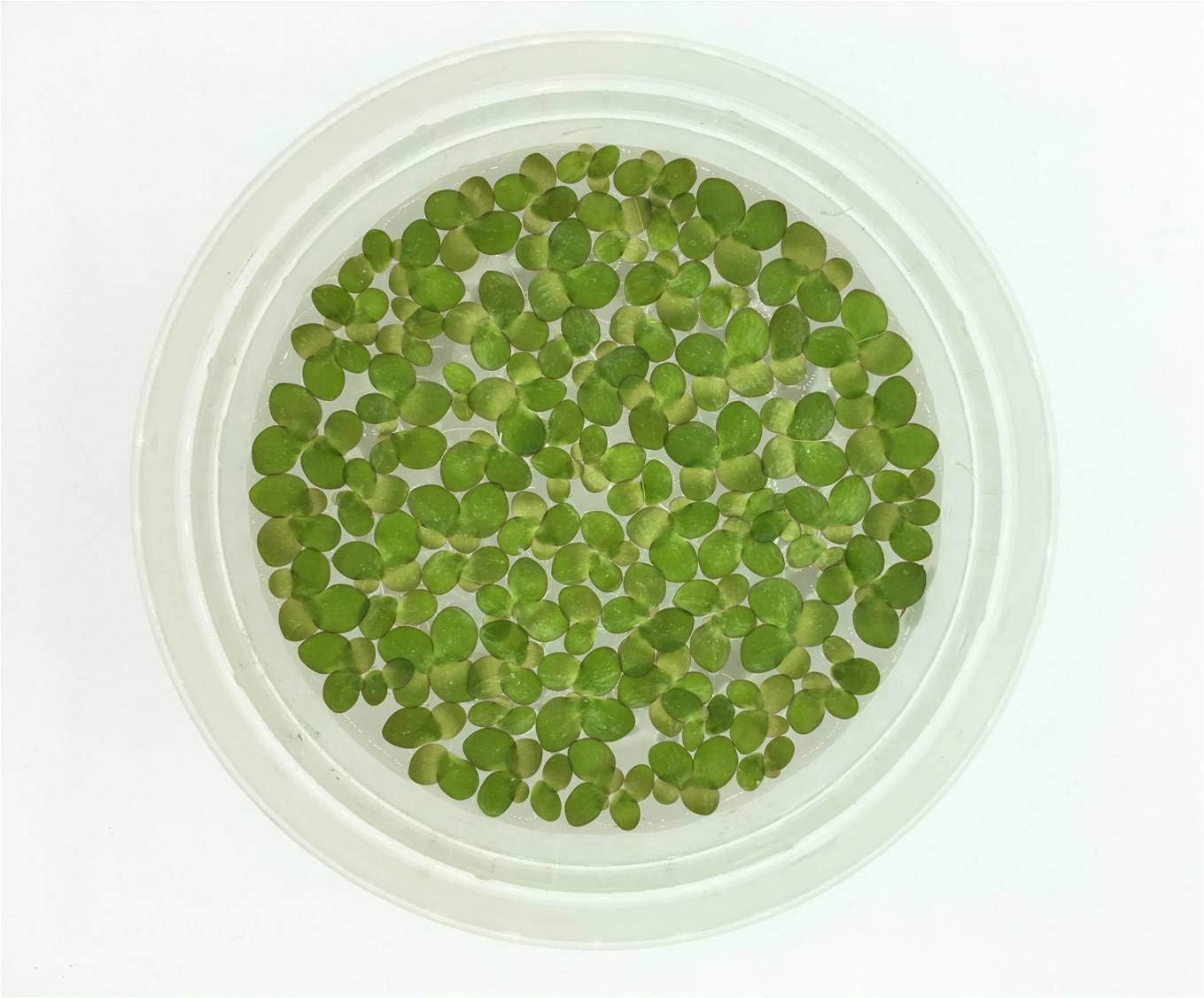 Aquarium Plant Center Giant Duckweed, Spirodela polyrhiza, Live