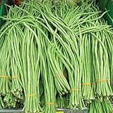100+ Seeds Snake Oriental Yard Long Asparagus Pole